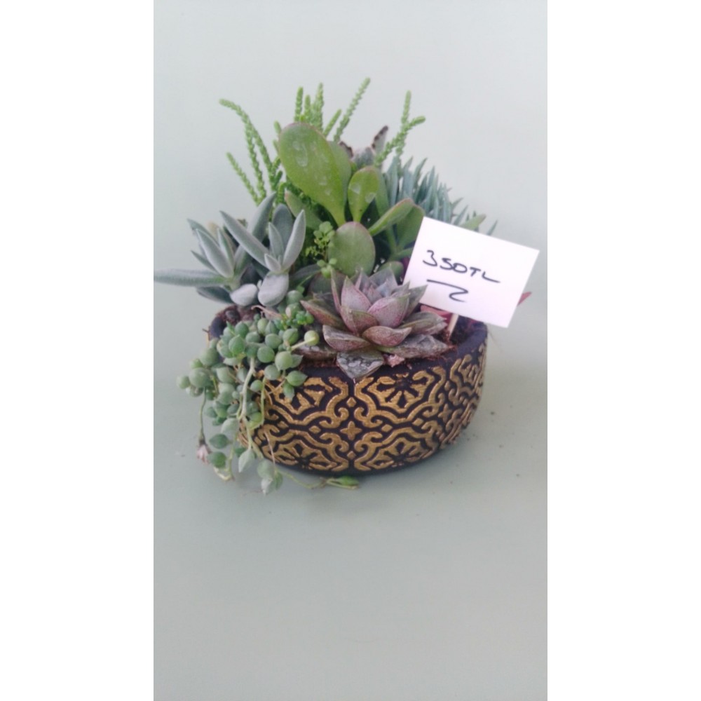 TERARIUM