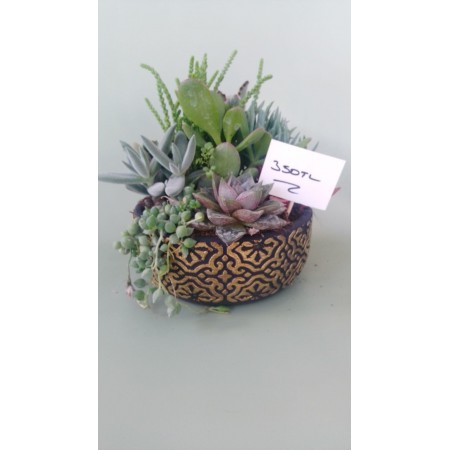 TERARIUM